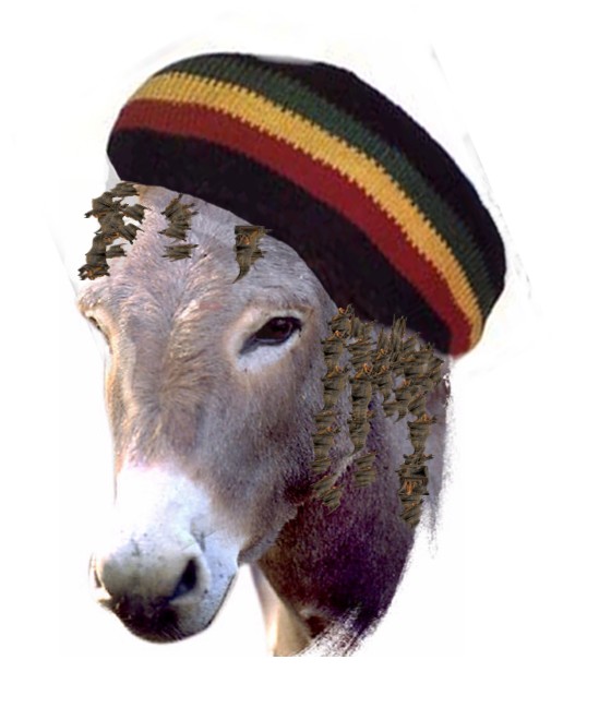 5_4%20rasta%20donkey4pg.jpg
